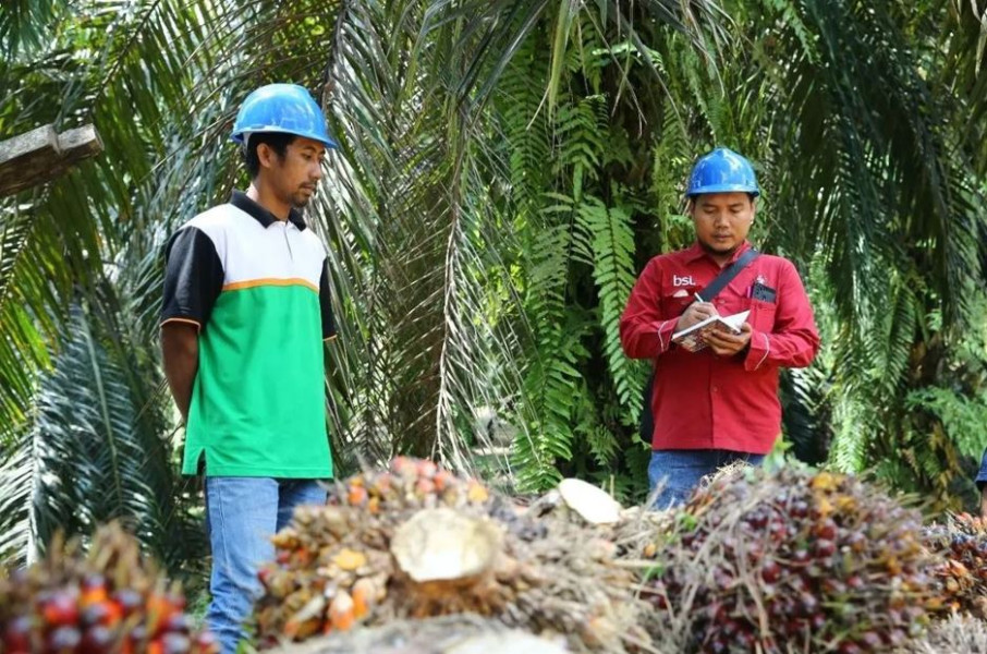 Harga Kelapa Sawit Mitra Plasma di Riau Tembus Rp3.093 per Kg