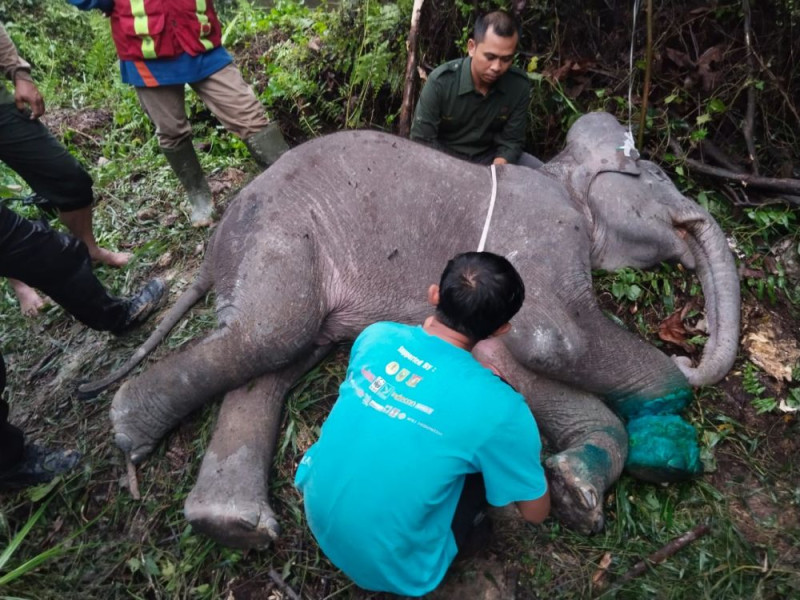 Bayi Gajah di Pelalawan Ditemukan Mati Akibat Luka Terjerat Tali Nilon
