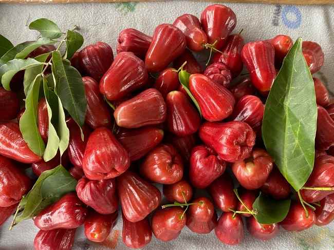 8 Manfaat Jambu Air bagi Kesehatan Tubuh