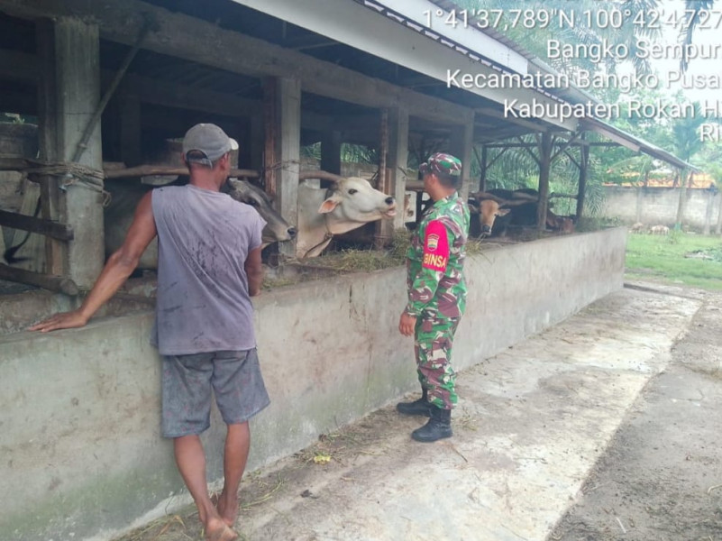 Pencegahan PMK, Anggota Koramil 0321-05/ RM Sosialisasi Ke Peternak Kambing dan Sapi