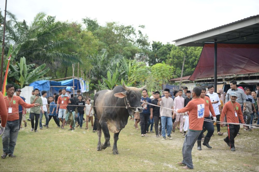 Pj Gubri bersama Warga Saksikan Penyembelihan Hewan Kurban Bantuan Presiden Jokowi