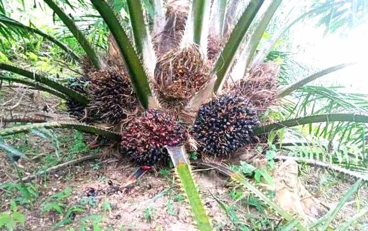 Harga Kelapa Sawit Petani Mitra Swadaya di Riau Naik Jadi Rp2.571,94 per Kg