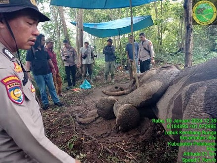 Rahman, Gajah Latih TNTN Berusia 46 Tahun Ditemukan Mati dan Tanpa Gading