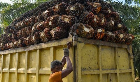 Harga Kelapa Sawit Mitra Plasma di Riau Turun Jadi Rp 2.822,95/Kg