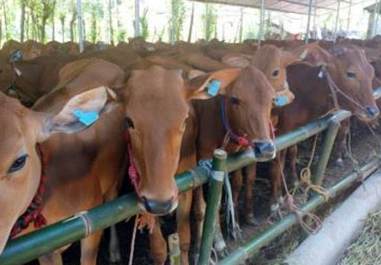 Hewan Kurban ASN Pemprov Riau Sudah Terkumpul 50 Ekor