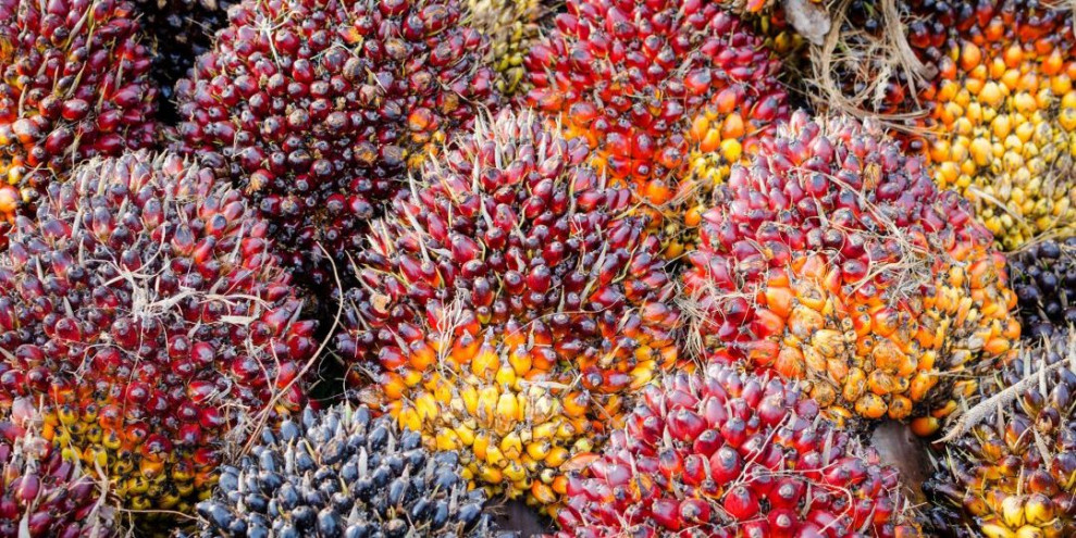Harga TBS Sawit Mitra Swadaya di Riau Naik Jadi Rp 3.611,32/Kg