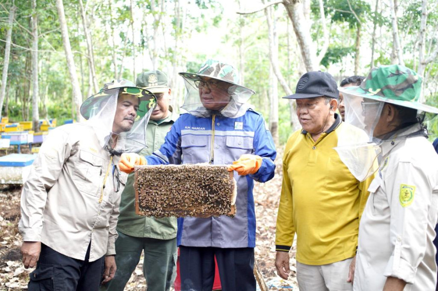 Bupati Wardan Panen Madu Lebah Budidaya Poktan Madu Rimba Jaya