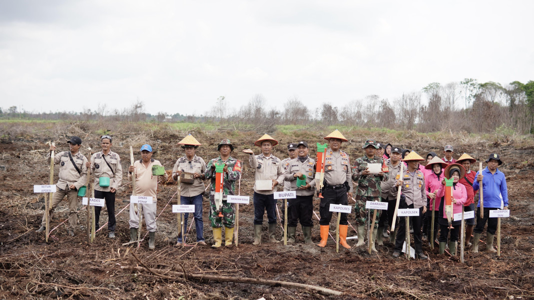 Kabupaten Inhil Dapat Alokasi 53.000 Hektar, Penanaman Perdana Jagung Dimulai di Kuala Sebatu