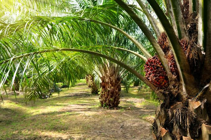 Duh, Harga Kelapa Sawit Mitra Plasma di Riau Turun Tipis