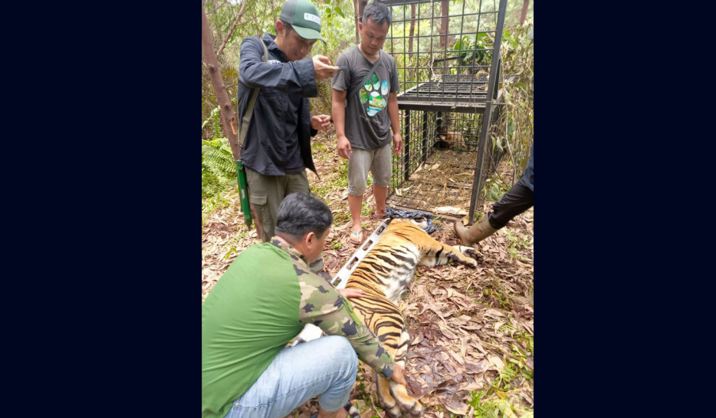 BKSDA Riau Evakuasi Harimau Sumatra yang Tewaskan Pekerja Kebun di Pelalawan