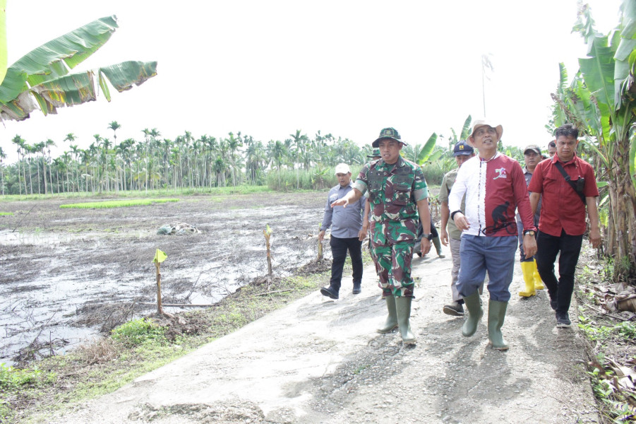 Pj Bupati Tinjau Lokasi Penananam Padi Serentak 3.000 Ha di Kuala Sebatu