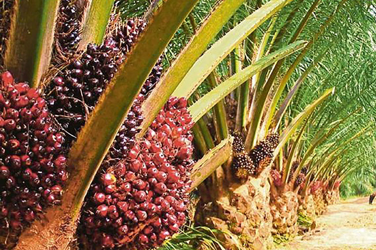 Harga Kelapa Sawit Petani Mitra Swadaya di Riau Naik Jadi Rp2.489,35/Kg