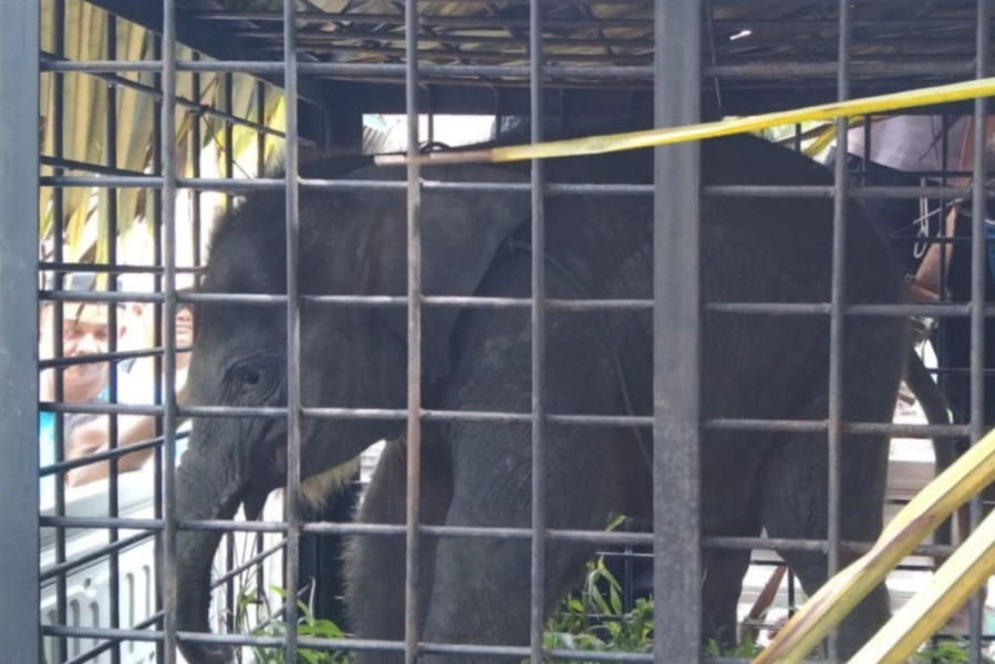 Diduga Terpisah dari Indukan, Anak Gajah 2 Bulan Tersesat di Permukiman Warga Kampar