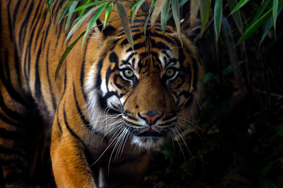 Harimau Sumatera Muncul di Siak, Sapi Warga Diterkam