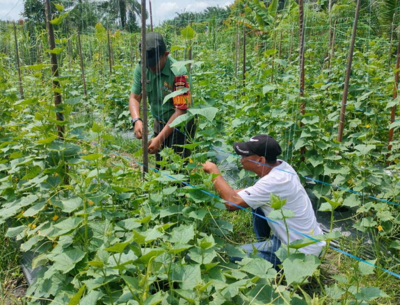 Agar Hasil Maksimal, Koramil 0321-05/RM Kembali Beri Motivasi dan Arahan Merawat Tumbuhan Timun