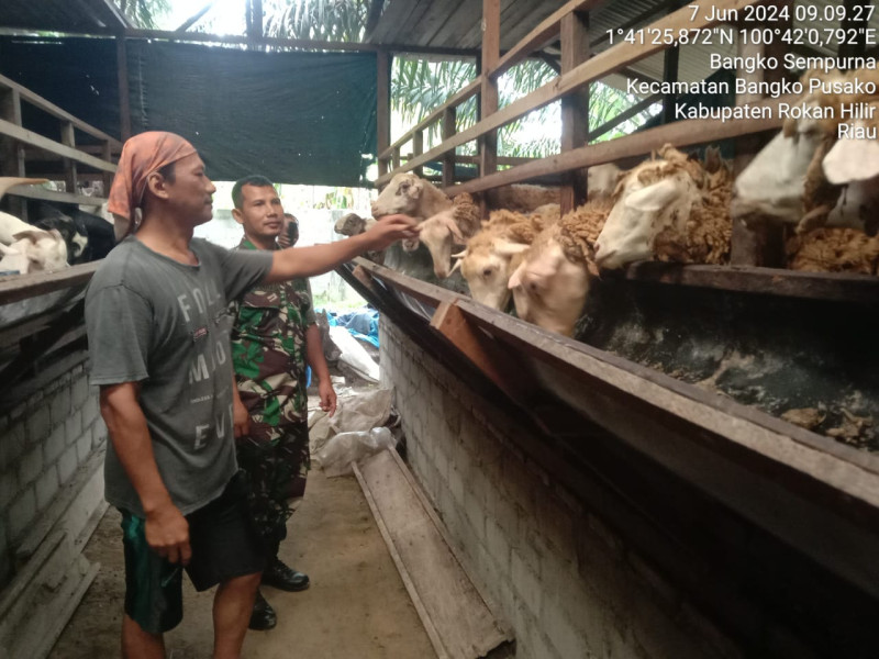 Anggota Koramil 0321 -05/RM laksanakan Giat Pencegahan PMK Kambing di Bangko Sempurna