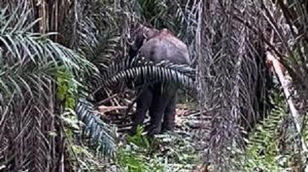 Sering Berpindah Tempat,  Tim BBKSDA Kesulitan Tembak Bius Gajah Liar di Desa Makmur Pelalawan