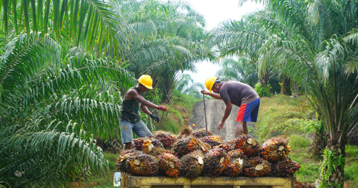 Kelapa Sawit Mitra Plasma di Riau Dihargai Rp3.093 per Kg