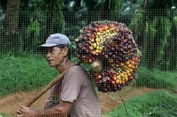 Kabar Baik! Kelapa Sawit Mitra Plasma Naik Jadi Rp 2.535,37/Kg