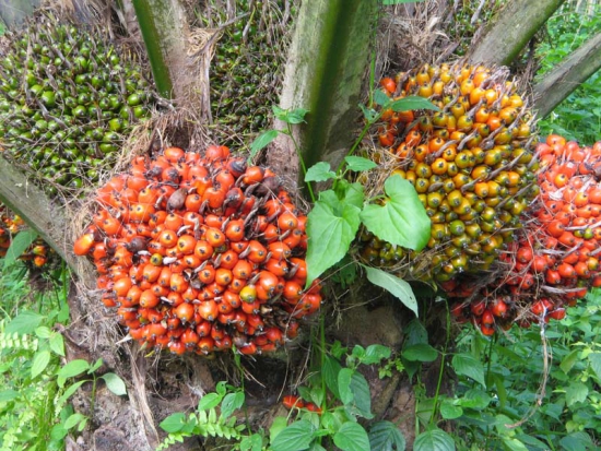 Turun, Harga TBS Kelapa Sawit Riau Mitra Swadaya Jadi Rp3.585,89/Kg
