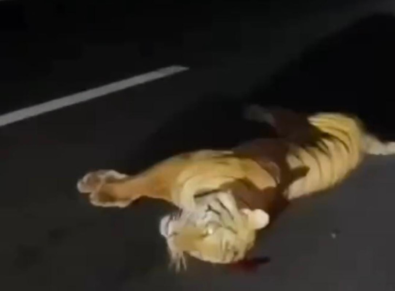 PT HK Klarifikasi Seekor Harimau Mati Tertabrak di Tol Permai, Ini Penjelasannya