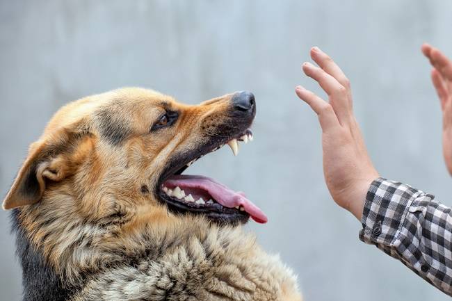 Cegah Rabies, 13.212 Hewan Peliharaan di Riau Sudah Disuntik Vaksin