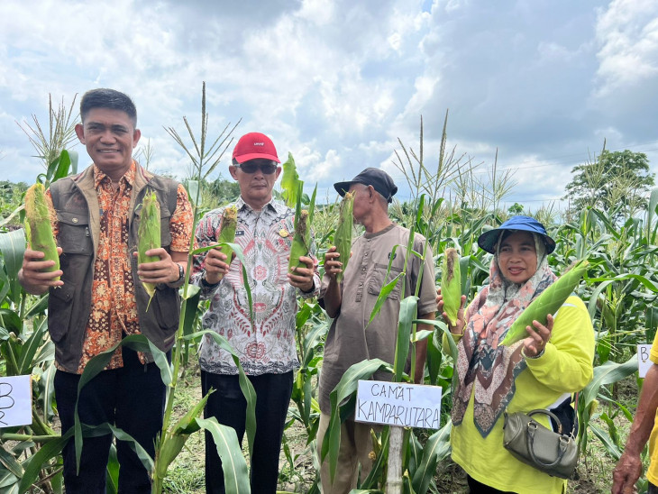 Bersama Warga Muara Jalai, Kadis Ketapang Kampar Panen Jagung dan Pangan Lokal