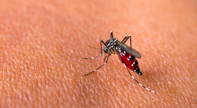 1.742 Warga Riau Terserang DBD, 15 Meninggal