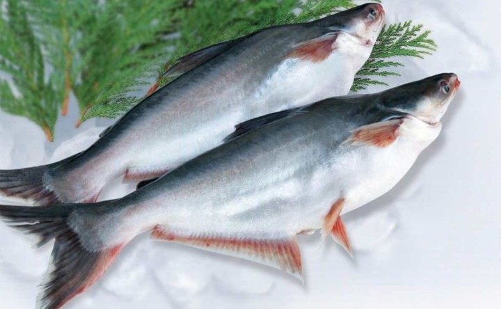 Kaya Gizi, Ini Beragam Manfaat Ikan Patin bagi Kesehatan Tubuh