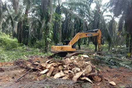 24.444 Ha Kebun Kelapa Sawit di Riau Sudah Direplanting