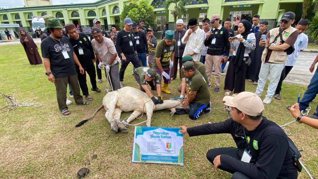 Masjid Raya An-Nur Sembelih 8 Sapi dan 3 Kambing, Daging Kurban Dibagikan kepada 500 Lebih Penerima