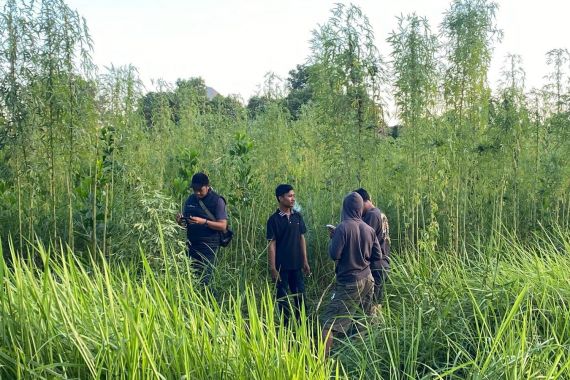 Heboh, Tanaman Mirip Ganja Ditemukan di Pekanbaru, Begini Kata Polisi