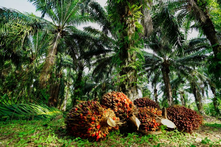 Harga TBS Kelapa Sawit Mitra Swadaya di Riau Naik Jadi Rp 2.648,08/Kg