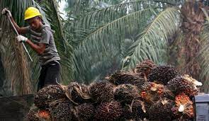 Harga Kelapa Sawit Mitra Plasma di Riau Naik Jadi Rp2.837,68/Kg
