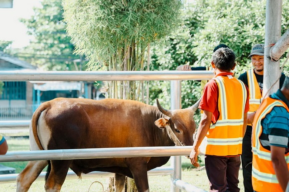 Keluarga Besar PTPN IV PalmCo Distribusikan 61 Ton Daging Kurban di 50 Kabupaten dan Kota