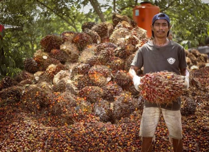 Harga TBS Kelapa Sawit Mitra Plasma di Riau Dihargai Rp2.942 per Kg