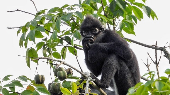 Komitmen Hijau di Wilayah Operasi, PHR Rajut Asa Habitat Lutung Kokah