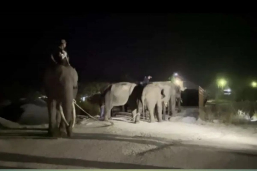 BB KSDA Riau Giring Dua Ekor Gajah Liar dari Pelalawan