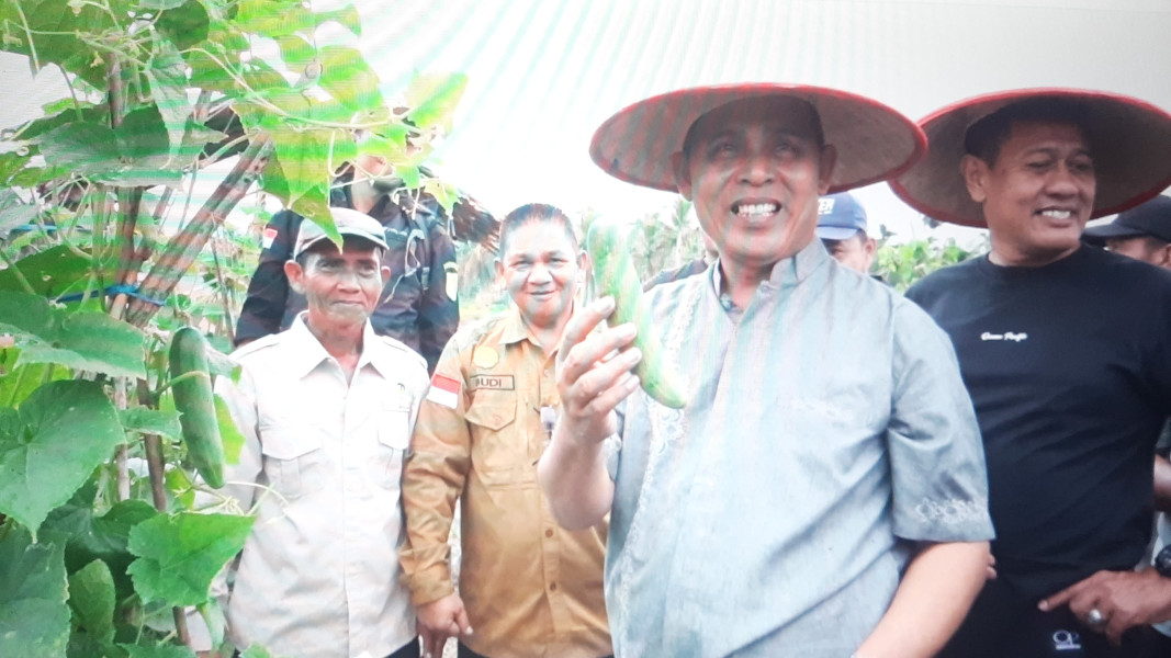 Pj Bupati Inhil Lakukan Panen Mentimun dan Cabai Bersama Kelompok Tani Indah Jadi Parit Hijrah